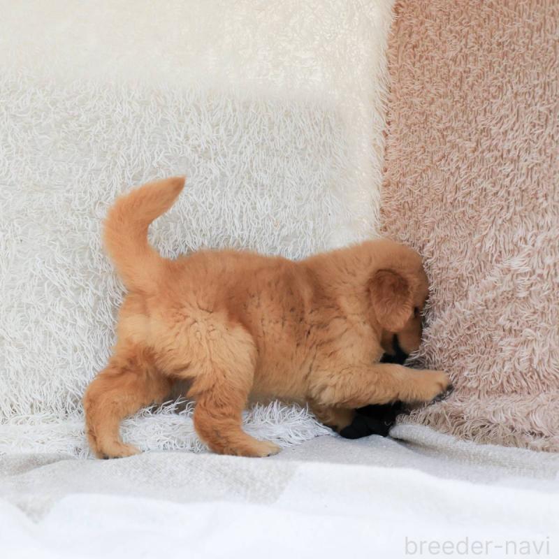 販売中の埼玉県のゴールデンレトリーバー-407719の2枚目