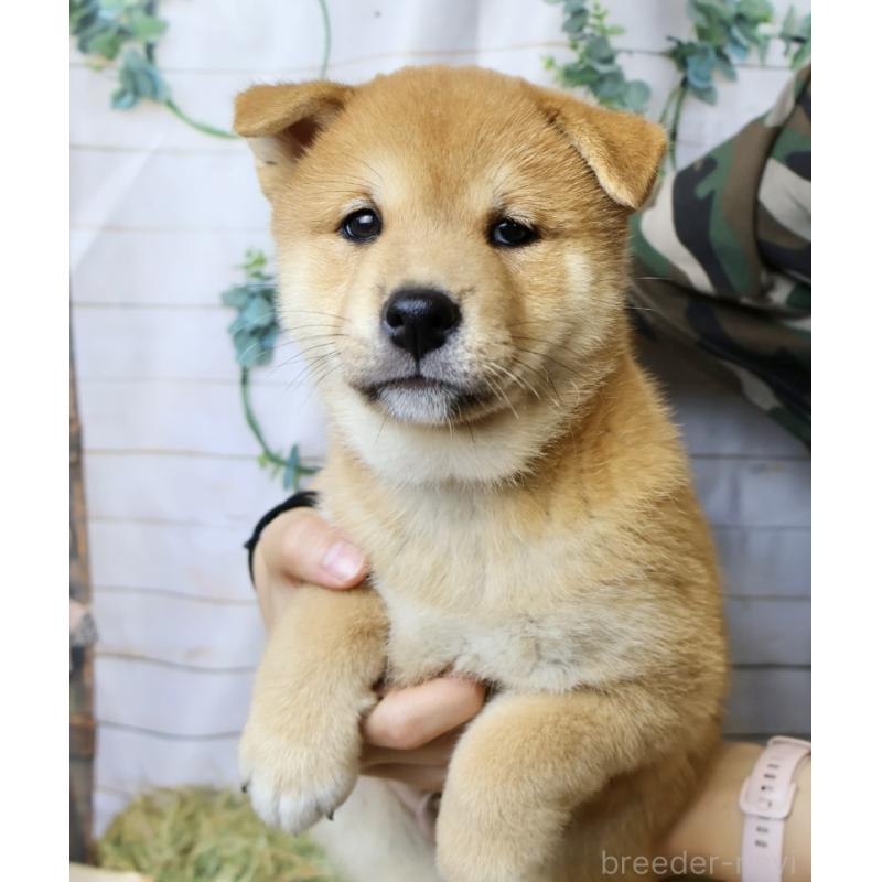 販売中の北海道の柴犬-407730の7枚目
