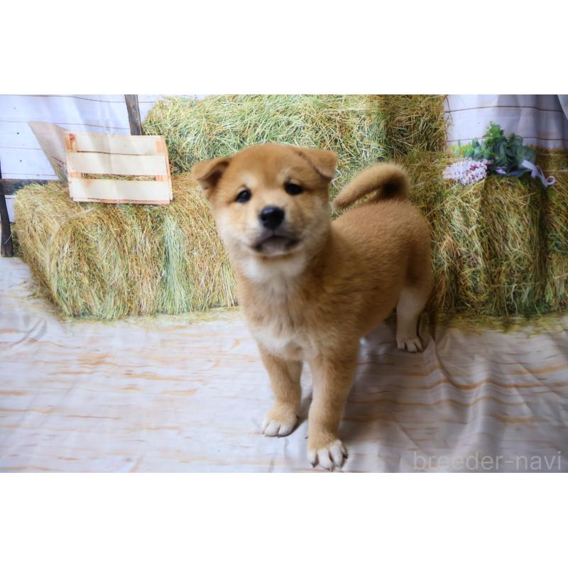 販売中の北海道の柴犬-407730の6枚目