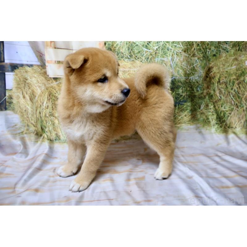 販売中の北海道の柴犬-407730の5枚目