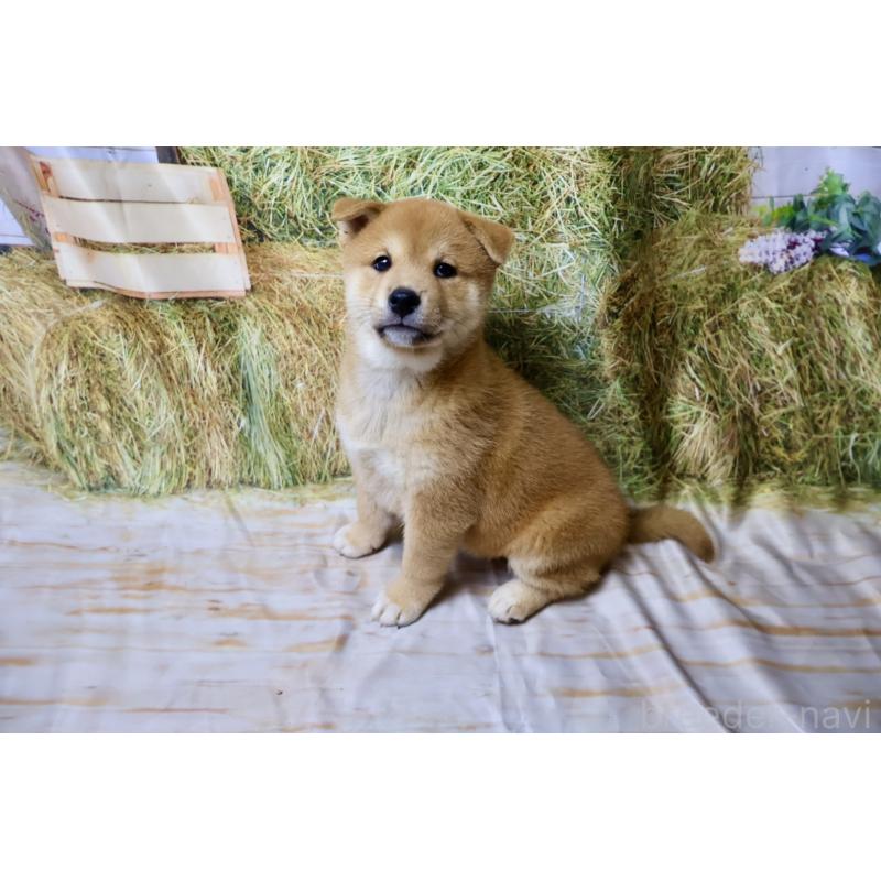 販売中の北海道の柴犬-407730の4枚目