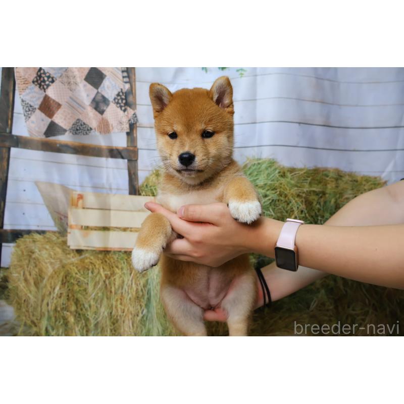 販売中の北海道の柴犬-407732の12枚目