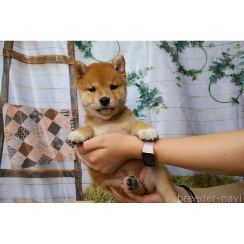 販売中の北海道の柴犬-407732の11枚目