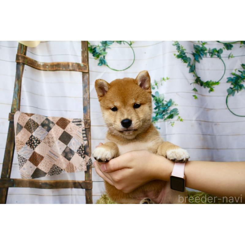 販売中の北海道の柴犬-407732の10枚目