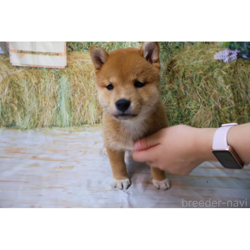 販売中の北海道の柴犬-407732の9枚目