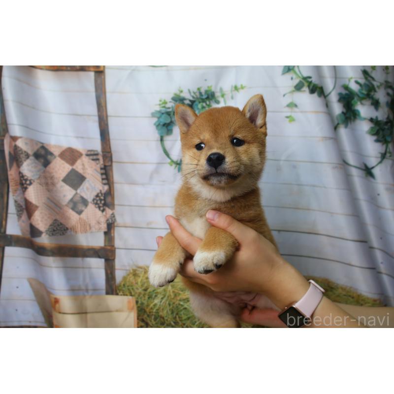 販売中の北海道の柴犬-407732の7枚目