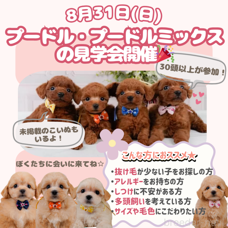 販売中の神奈川県のポメプー:ポメラニアン×トイプードル-404601の2枚目