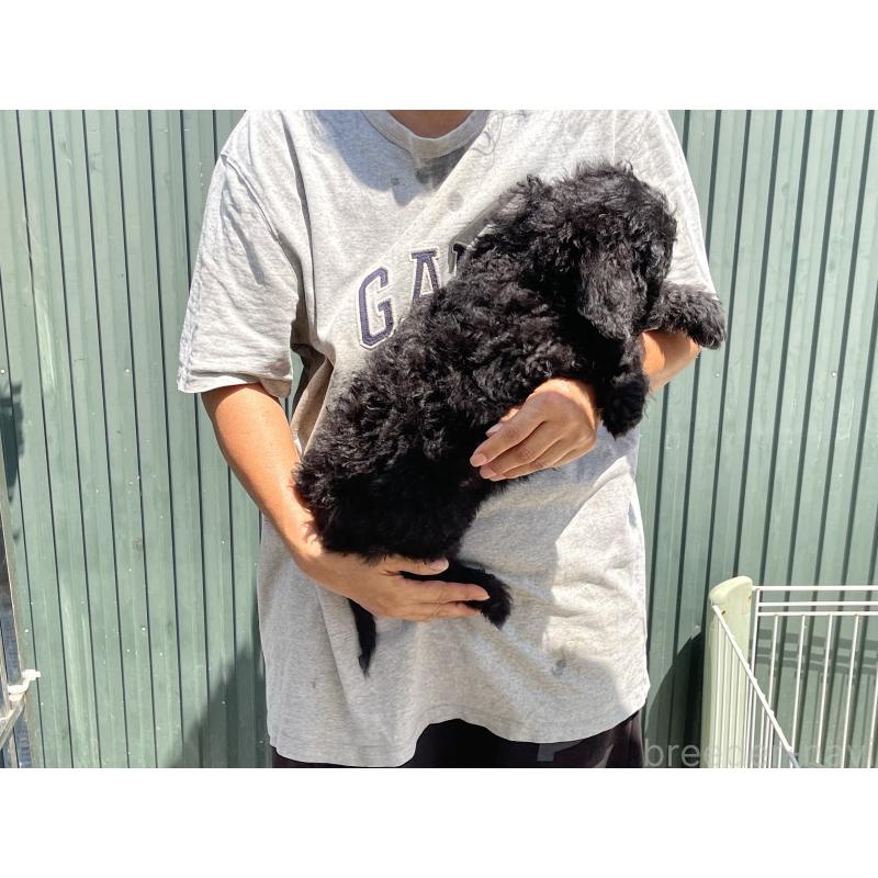 販売中の岐阜県のスタンダードプードル-407745の3枚目