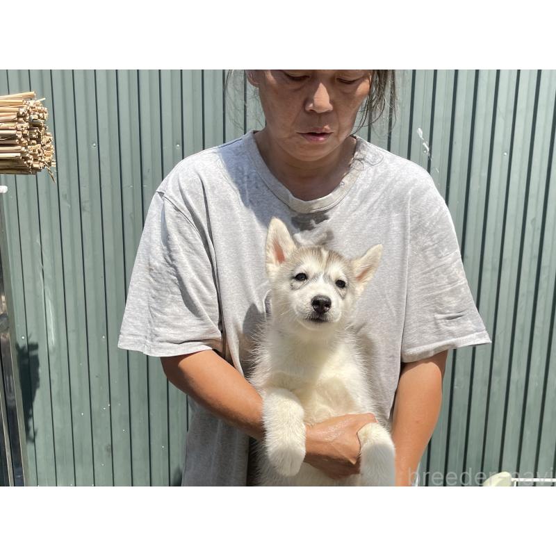 販売中の岐阜県のシベリアンハスキー-407747の5枚目