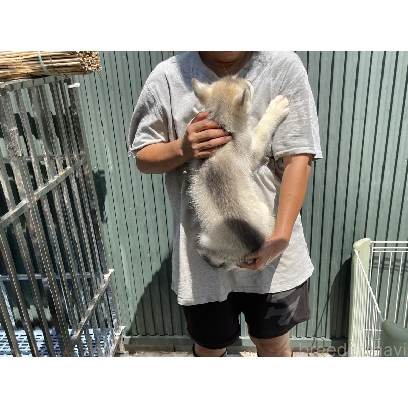 販売中の岐阜県のシベリアンハスキー-407747の2枚目