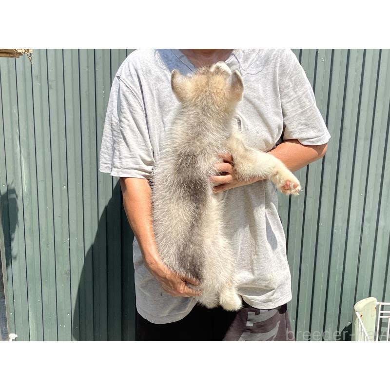 販売中の岐阜県のシベリアンハスキー-407748の2枚目