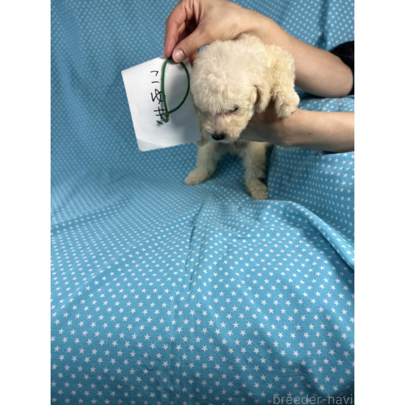 販売中の北海道のトイプードル-407756の3枚目