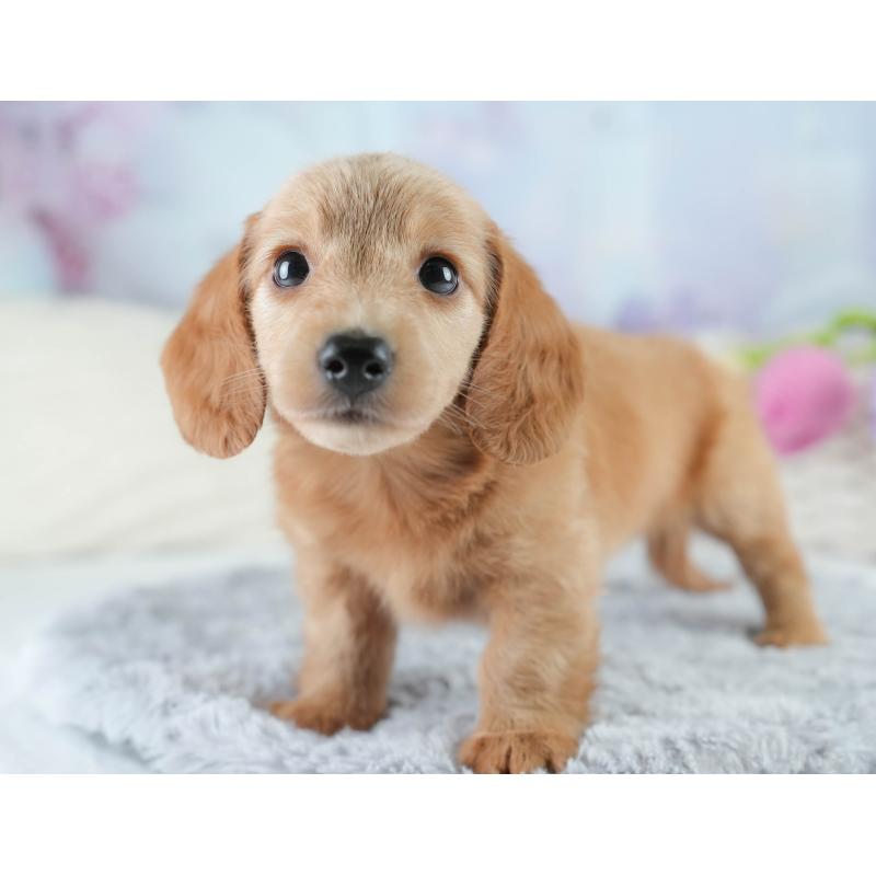 販売中の埼玉県のミニチュアダックスフンド(ロングヘアード)-408042の6枚目
