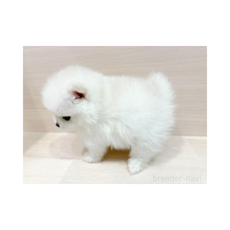 販売中の東京都のポメラニアン-407765の5枚目