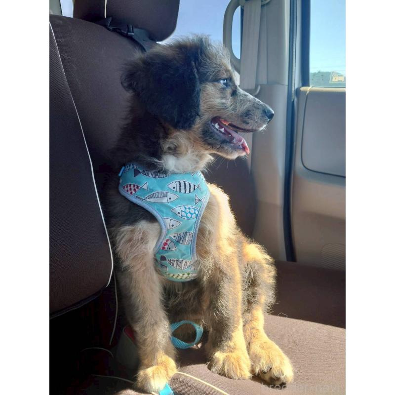 成約済の長野県のミックス犬-397516の2枚目