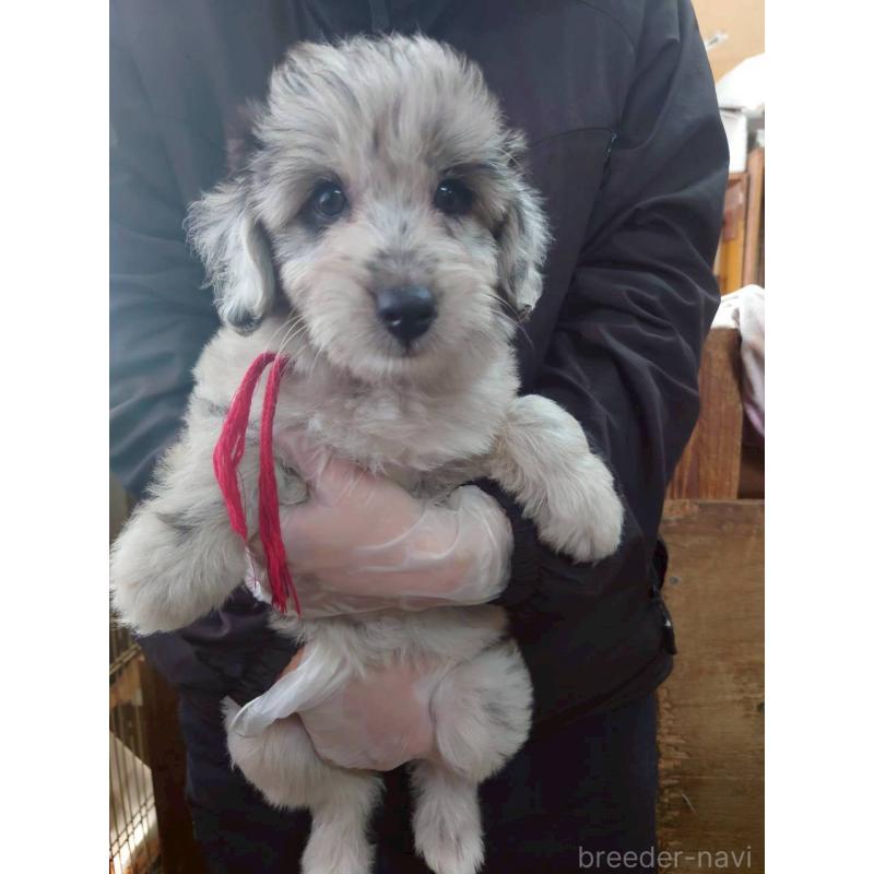 成約済の長野県のミックス犬-397668の5枚目