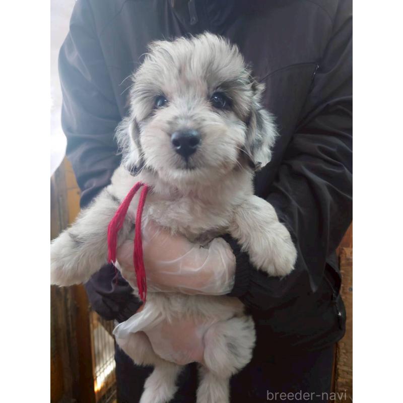 成約済の長野県のミックス犬-397668の4枚目