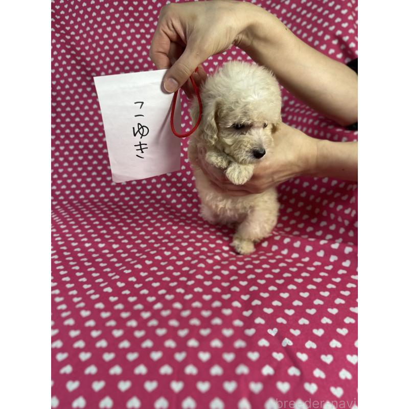 販売中の北海道のトイプードル-407777の2枚目