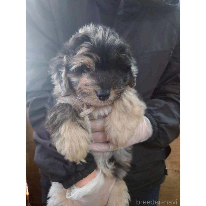 成約済の長野県のミックス犬-397671の5枚目