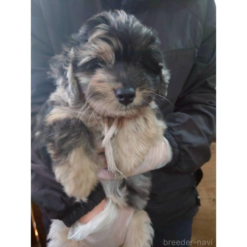 成約済の長野県のミックス犬-397671の4枚目