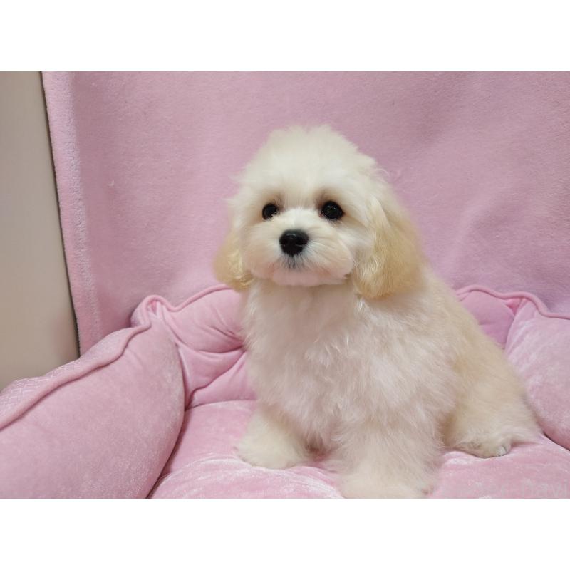 販売中の埼玉県のマルプー:マルチーズ×トイプードル-397495の5枚目