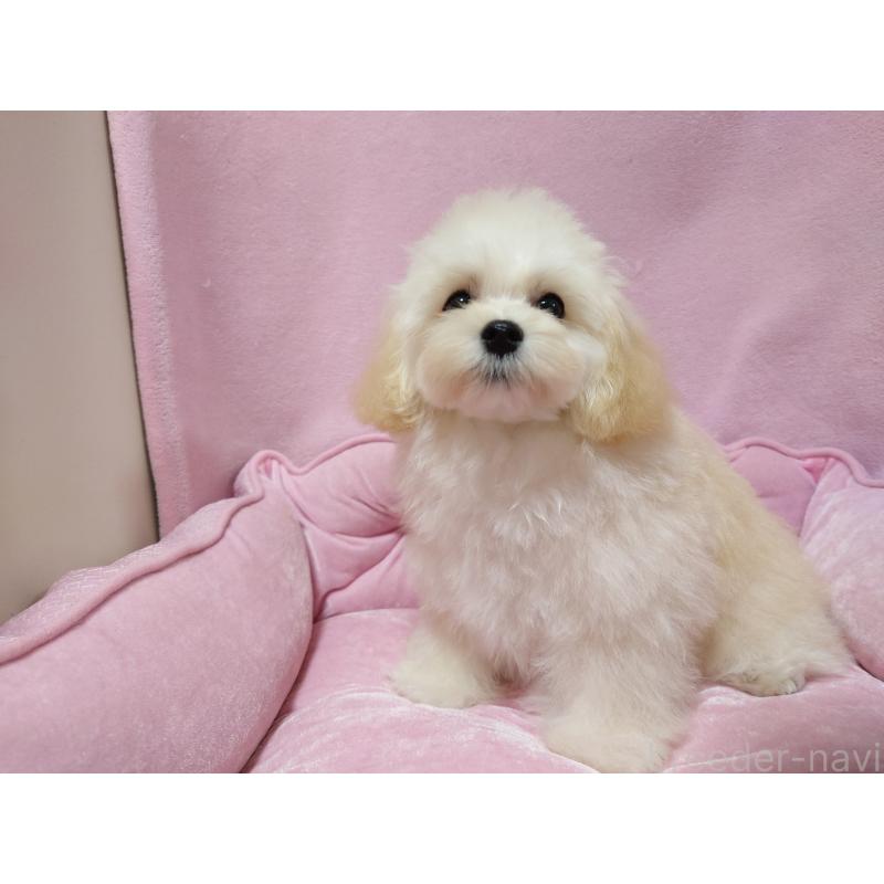 販売中の埼玉県のマルプー:マルチーズ×トイプードル-397495の4枚目