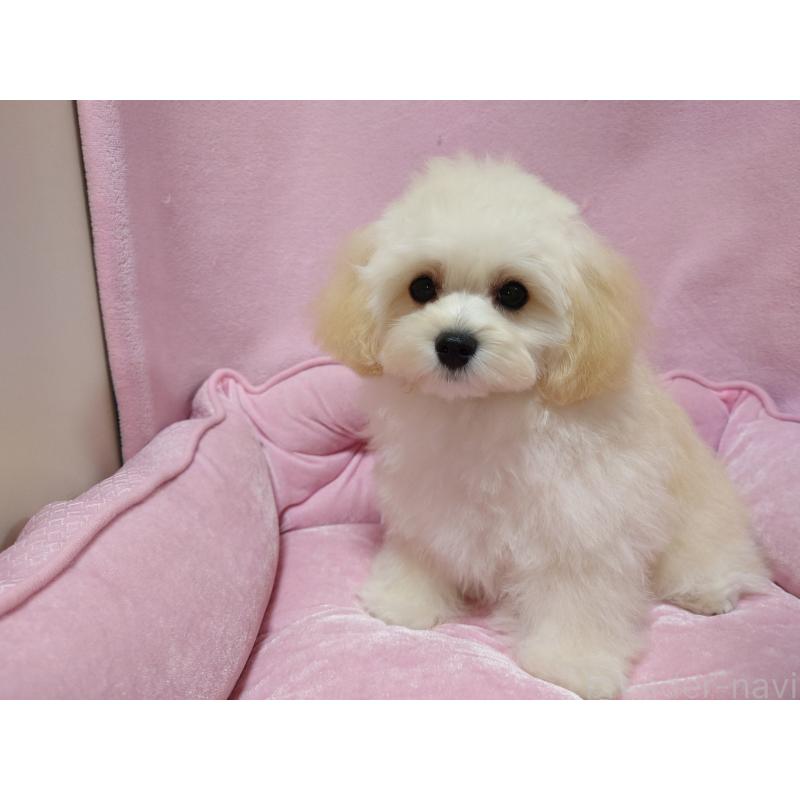 販売中の埼玉県のマルプー:マルチーズ×トイプードル-397495の3枚目
