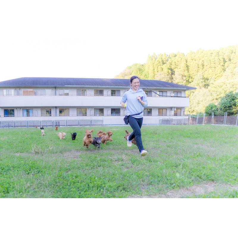 成約済の東京都のミックス犬-396366の2枚目