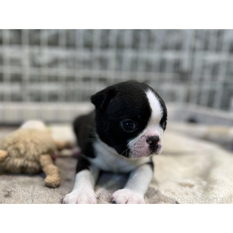 成約済の埼玉県のボストンテリア-404916の6枚目