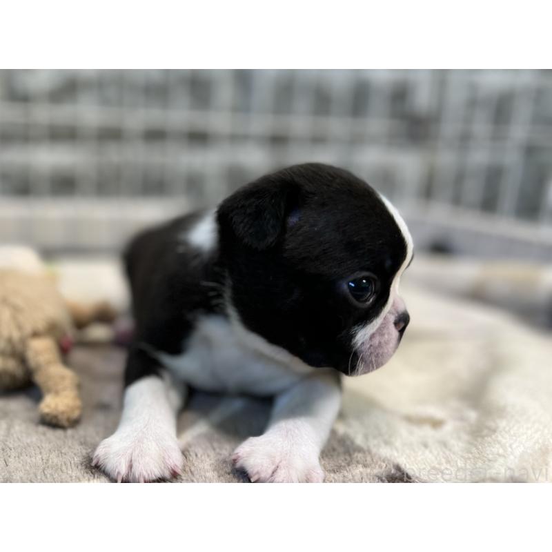 成約済の埼玉県のボストンテリア-404916の5枚目