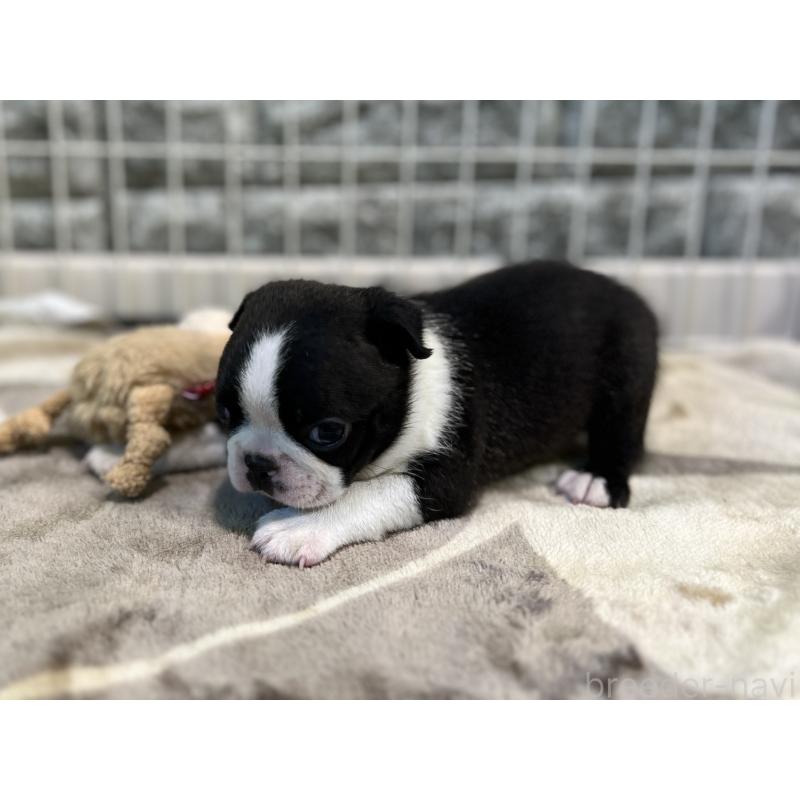 成約済の埼玉県のボストンテリア-404916の4枚目