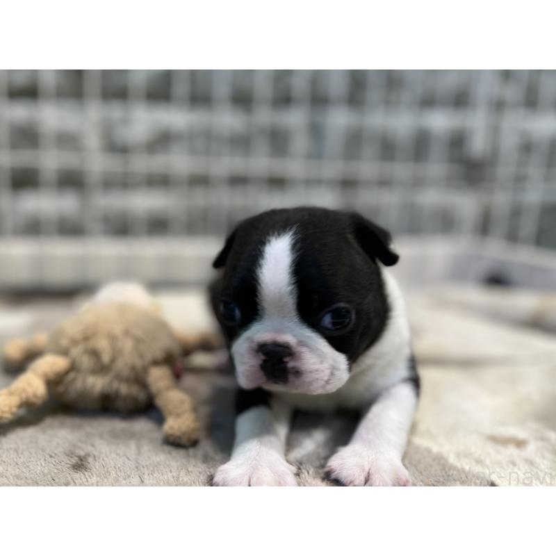 成約済の埼玉県のボストンテリア-404916の3枚目