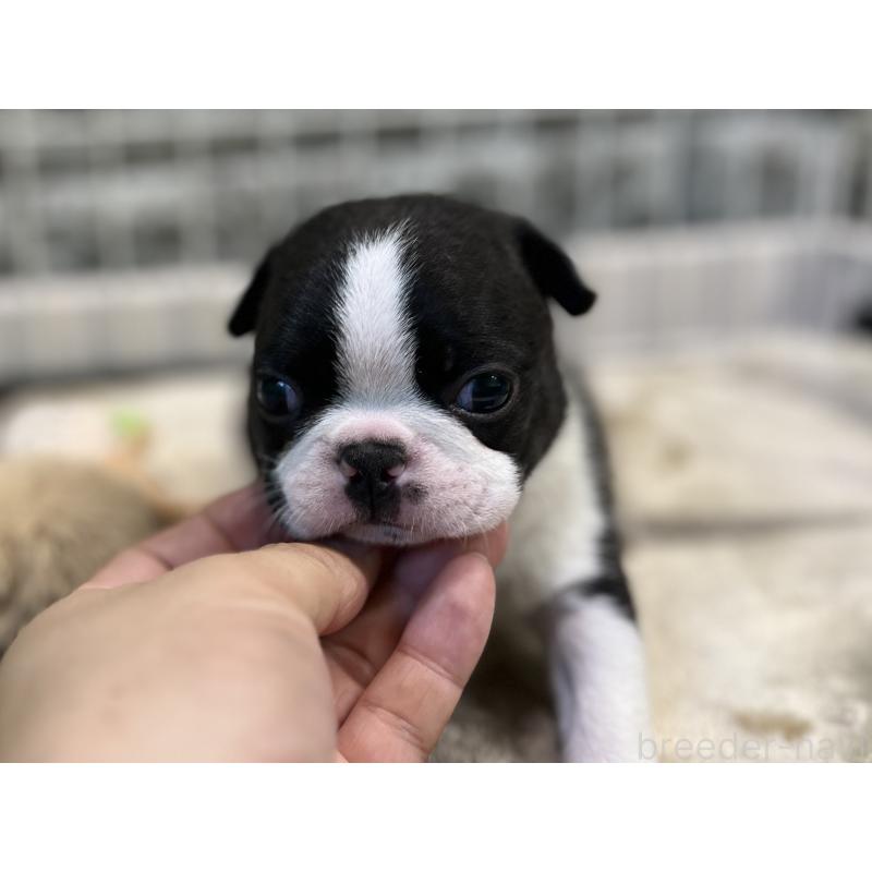 成約済の埼玉県のボストンテリア-404916の2枚目