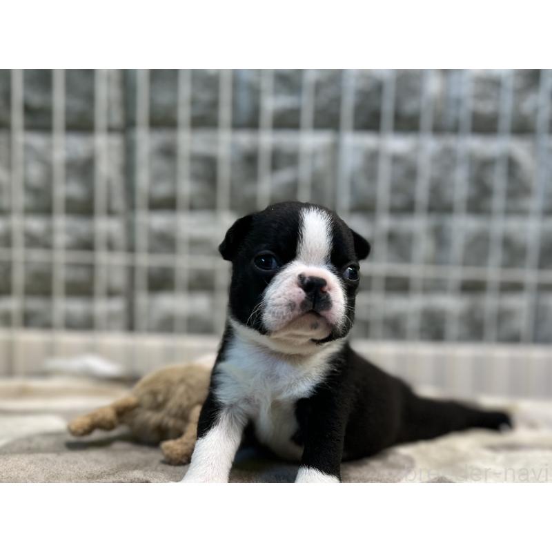 成約済の埼玉県のボストンテリア-404912の4枚目