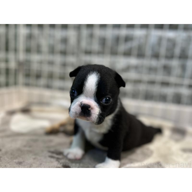 成約済の埼玉県のボストンテリア-404912の3枚目