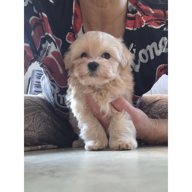 成約済の群馬県のマルプー:マルチーズ×トイプードル-403097の9枚目