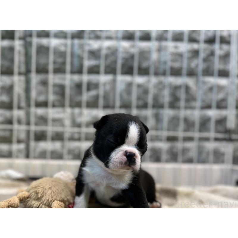 成約済の埼玉県のボストンテリア-404912の2枚目