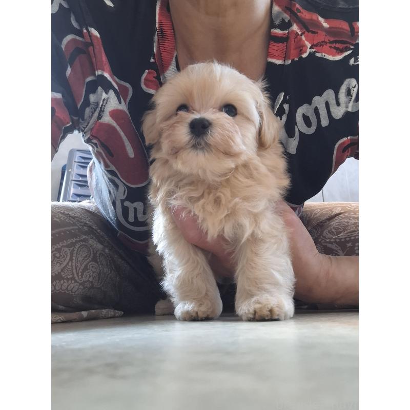 成約済の群馬県のマルプー:マルチーズ×トイプードル-403097の8枚目