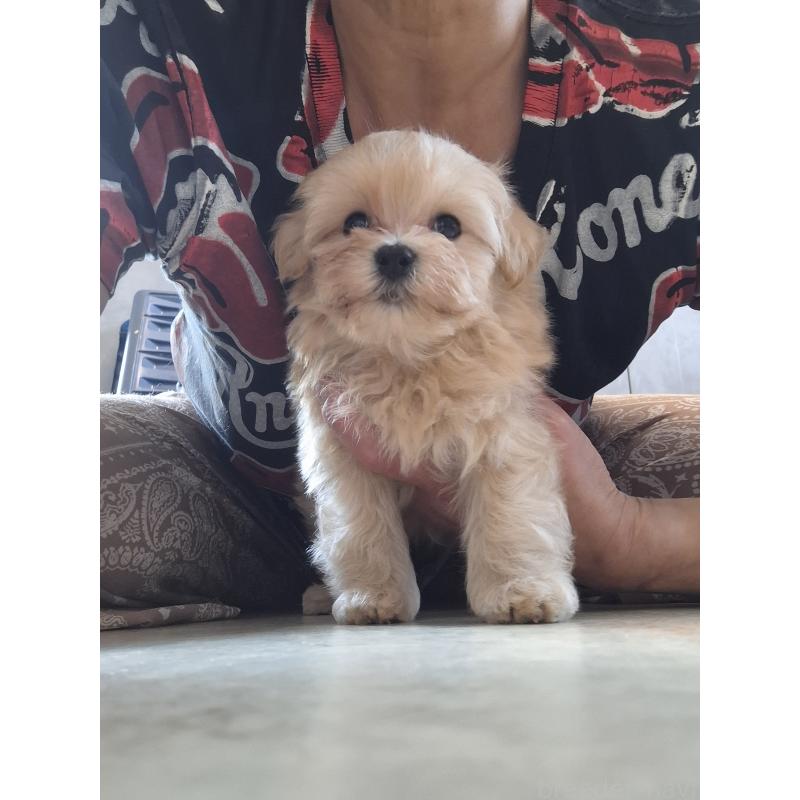 成約済の群馬県のマルプー:マルチーズ×トイプードル-403097の7枚目