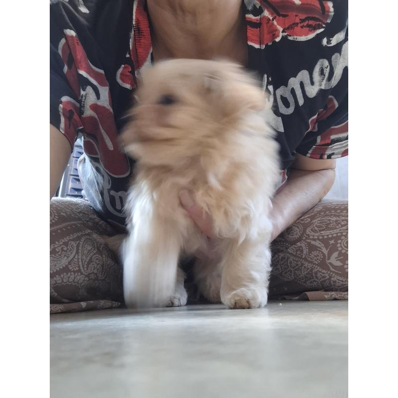 成約済の群馬県のマルプー:マルチーズ×トイプードル-403097の6枚目