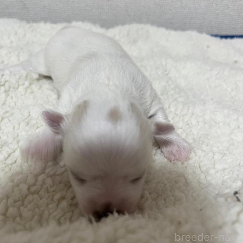 販売中の愛知県のマルチーズ-407845の2枚目