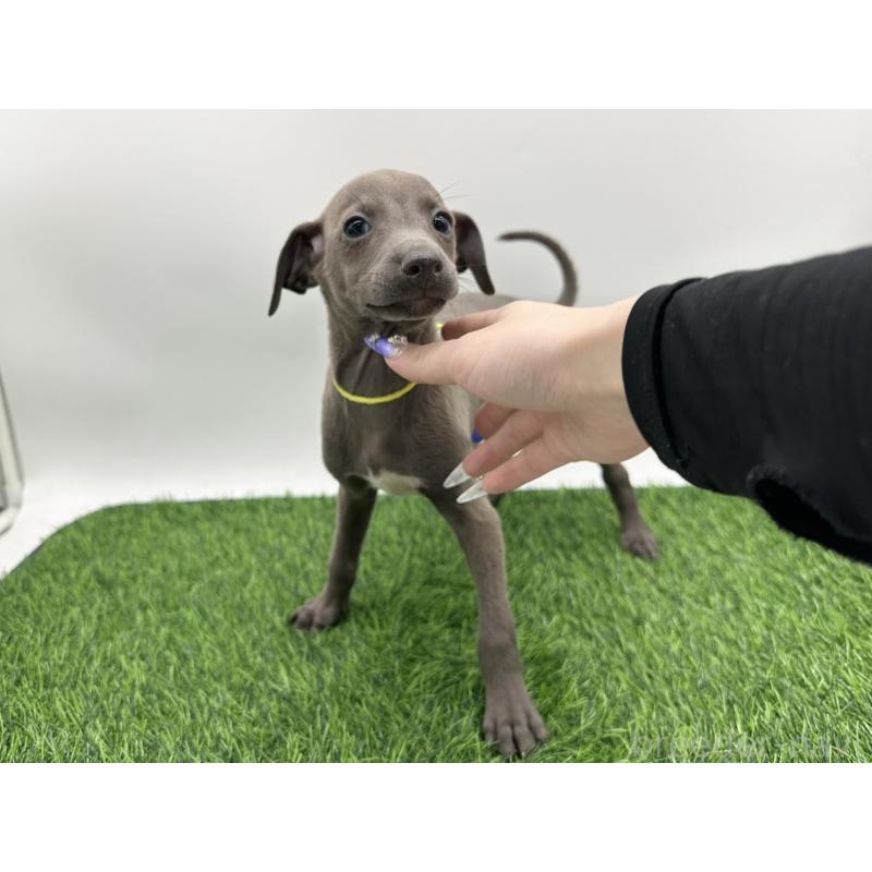 成約済の愛知県のイタリアングレーハウンド(イタグレ)-405741の5枚目
