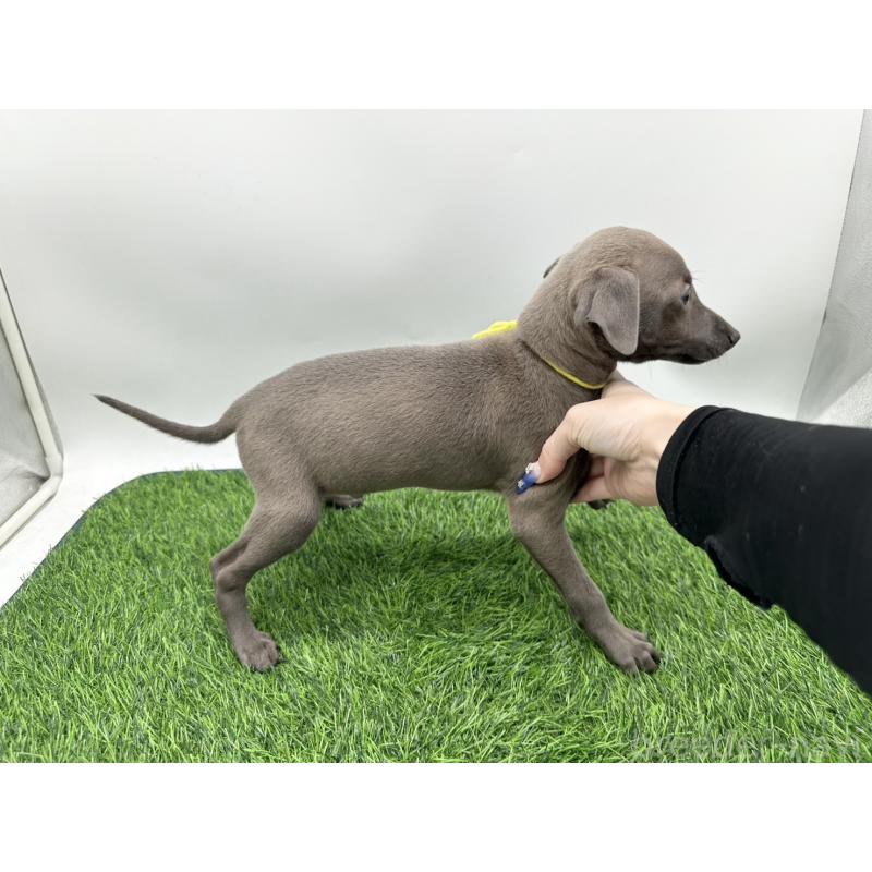 成約済の愛知県のイタリアングレーハウンド(イタグレ)-405741の4枚目