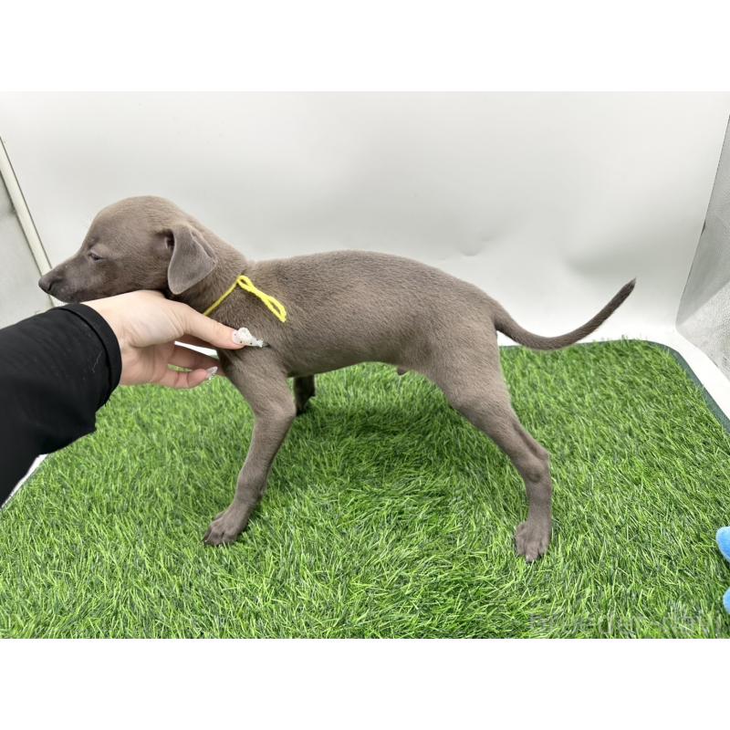 成約済の愛知県のイタリアングレーハウンド(イタグレ)-405741の3枚目