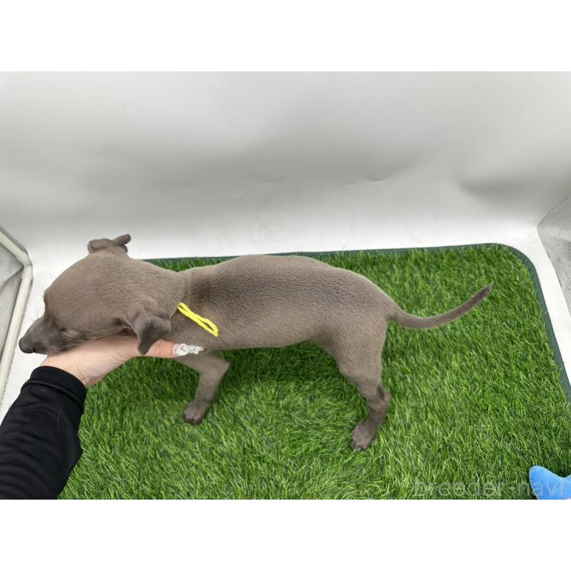 成約済の愛知県のイタリアングレーハウンド(イタグレ)-405741の2枚目