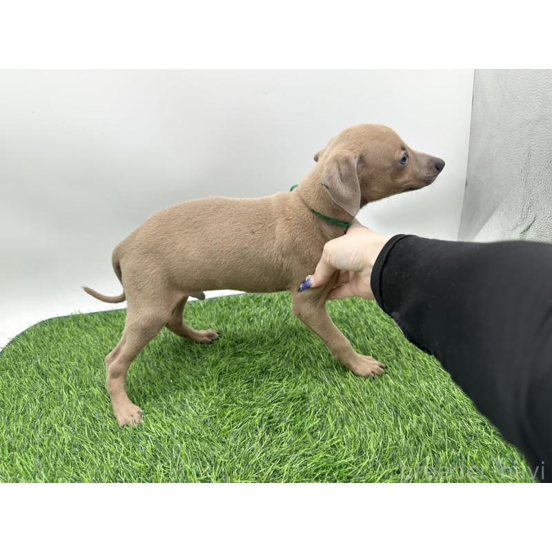 成約済の愛知県のイタリアングレーハウンド(イタグレ)-405743の4枚目