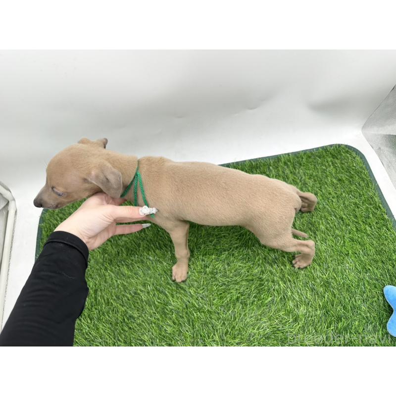 成約済の愛知県のイタリアングレーハウンド(イタグレ)-405743の2枚目