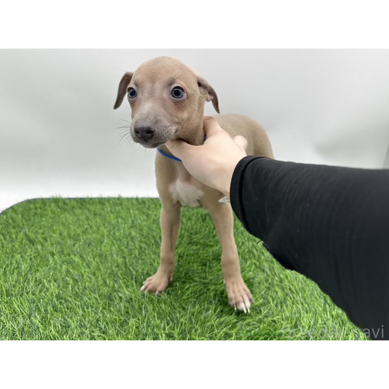 成約済の愛知県のイタリアングレーハウンド(イタグレ)-405748の1枚目