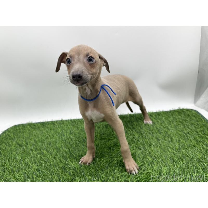 成約済の愛知県のイタリアングレーハウンド(イタグレ)-405748の5枚目