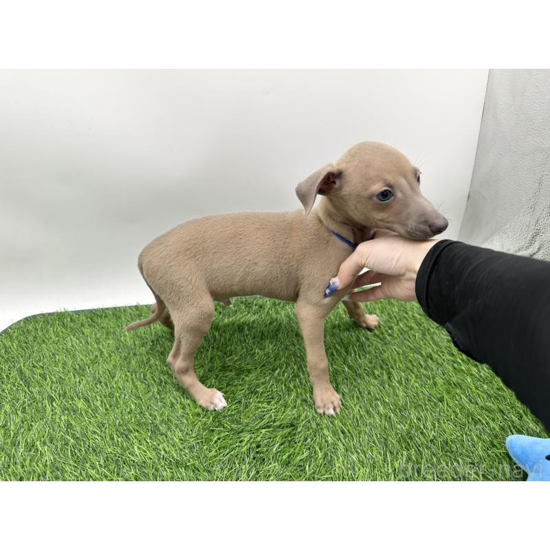 成約済の愛知県のイタリアングレーハウンド(イタグレ)-405748の4枚目